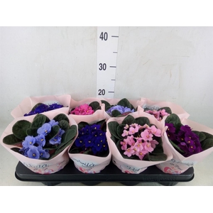 Saintpaulia   ...mix