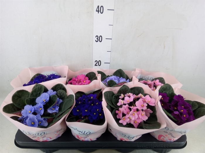 <h4>Saintpaulia   ...mix</h4>