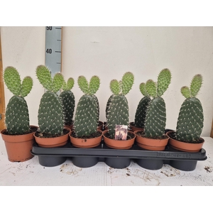 OPUNTIA