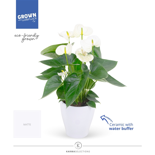 <h4>Mimesis Anthurium KARMA White - Carolina White</h4>