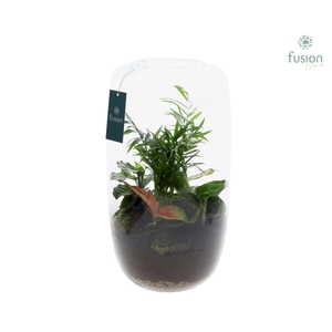 Green Bottle Isabella XXLarge met Groene Planten