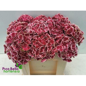 Hydrangea my beautiful rio