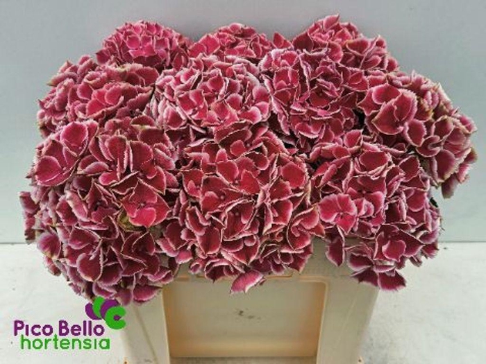 <h4>Hydrangea my beautiful rio</h4>