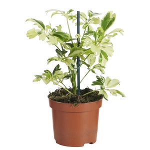 Schefflera arbor. 'Janine'