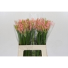 Nerine Vesta K