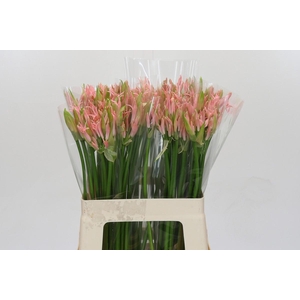 Nerine Vesta K