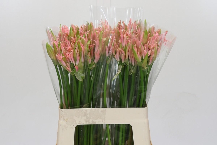 <h4>Nerine Vesta K</h4>