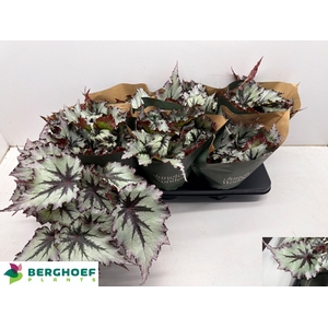 BEG BEL NORD GLACIER