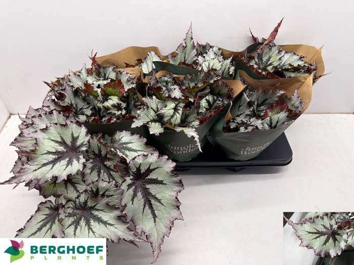 <h4>BEG BEL NORD GLACIER</h4>