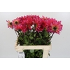 Dahlia Pink Punk