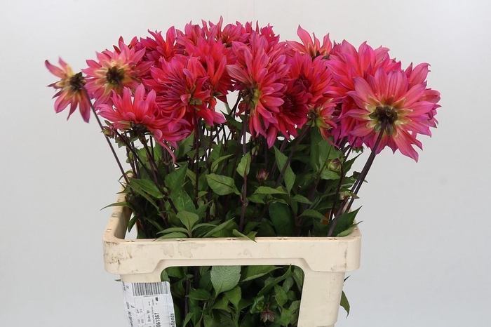 Dahlia Pink Punk