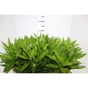 DRACENA PLEOMELE 080 CM VERDE