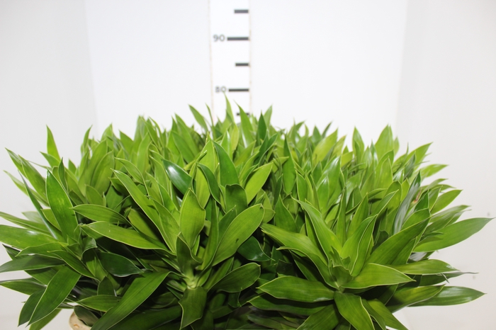 <h4>DRACENA PLEOMELE 080 CM VERDE</h4>