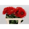 Dahlia Vulcan