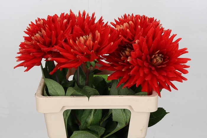 Dahlia Vulcan