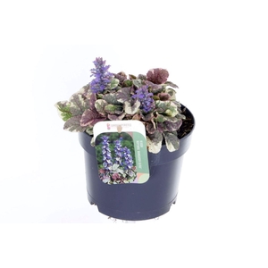 Ajuga reptans Burgundy Glow