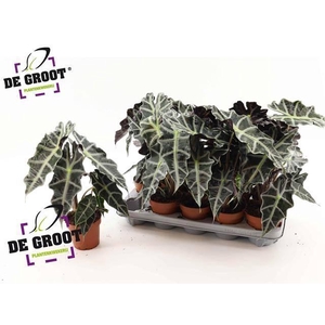 Alocasia Polly 12Ø 38cm