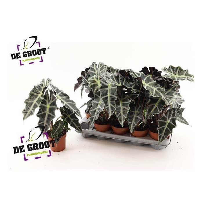 <h4>Alocasia Polly 12Ø 38cm</h4>