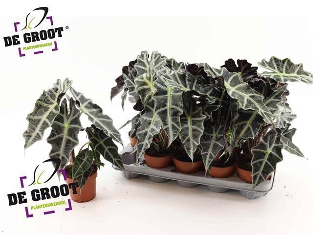 Alocasia Polly 12Ø 38cm