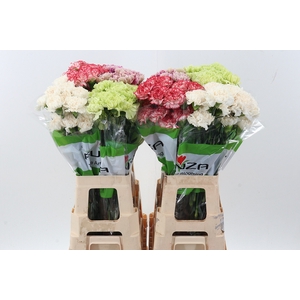 Di St Gem In Fust 70cm