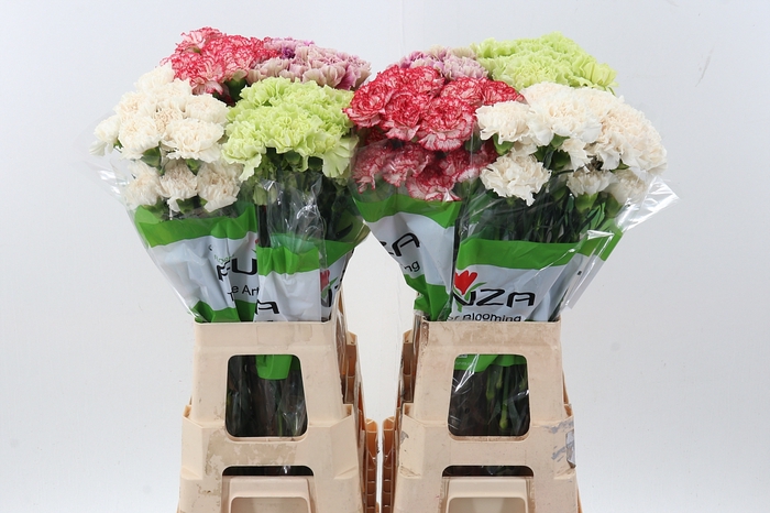 <h4>Di St Gem In Fust 70cm</h4>