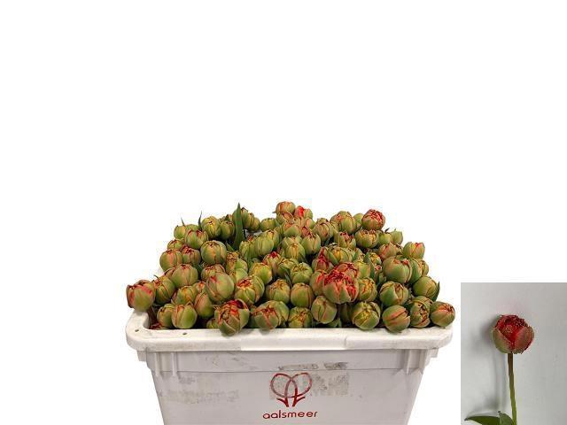 <h4>TU DU MIRANDA</h4>