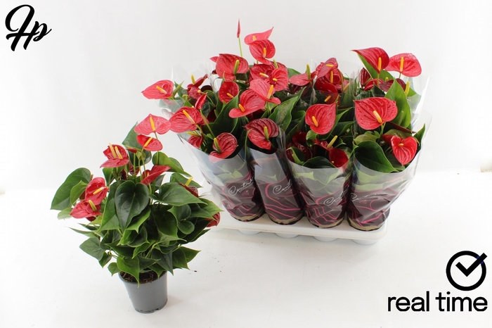 <h4>ANTHU DIAMOND RED</h4>