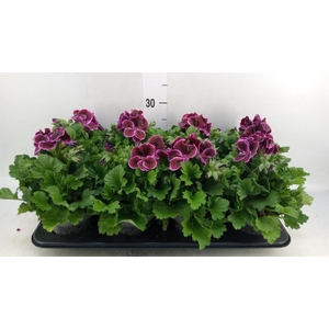 Pelargonium gran.   ..