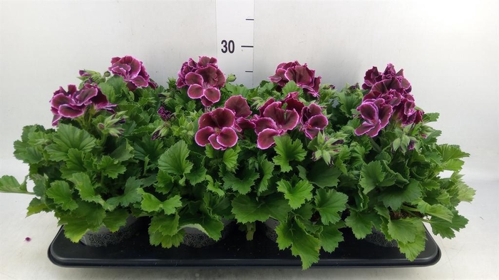 <h4>Pelargonium gran.   ..</h4>