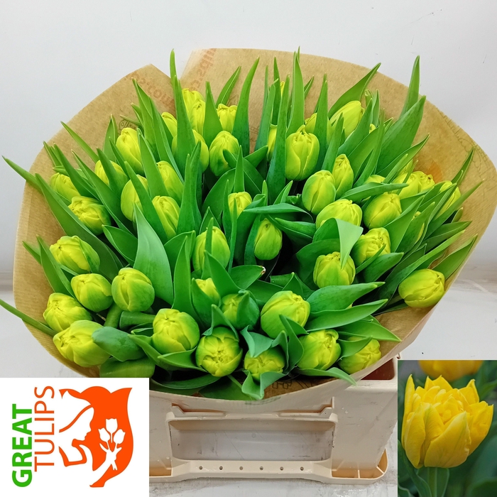 <h4>TU DU MARIE JO</h4>