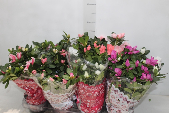 <h4>AZALEIA P14</h4>