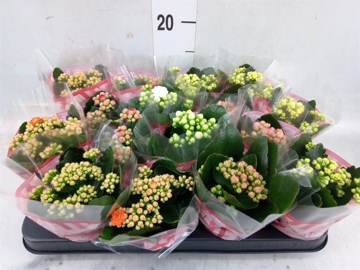 <h4>Kalanchoe blos.   ..rosebud mix  5</h4>