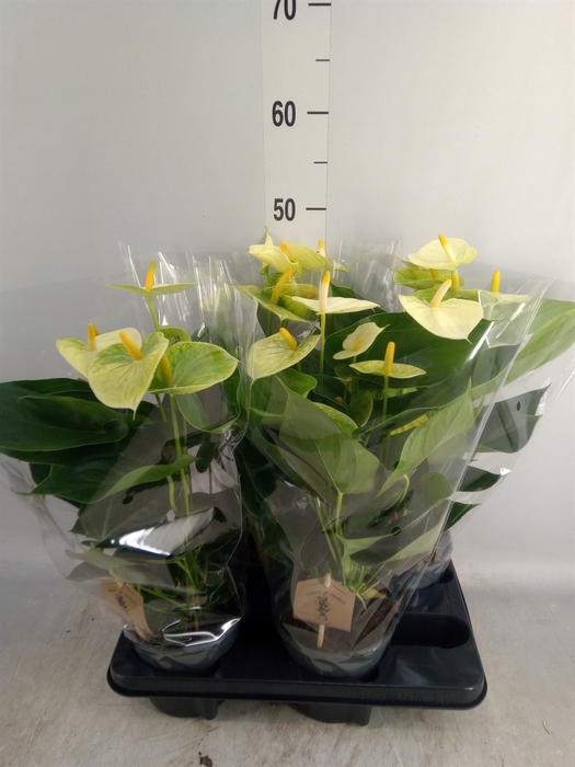 <h4>Anthurium andr. 'Vanilla'</h4>