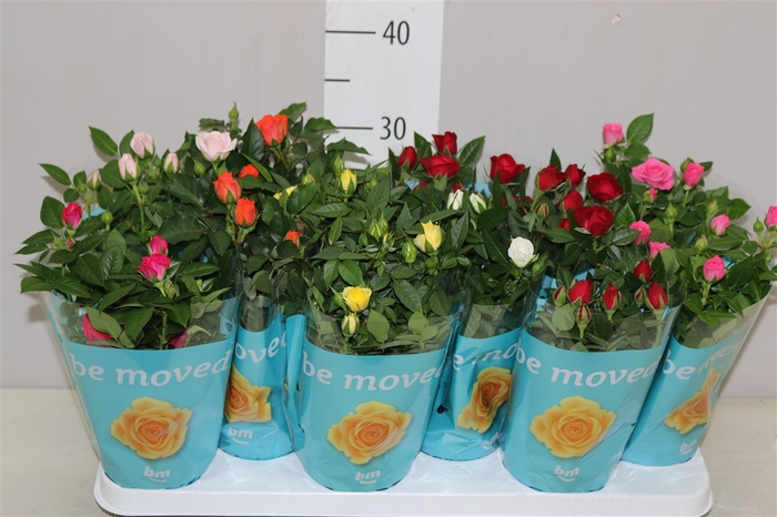 <h4>Rosa Beau Monde Gemengd</h4>