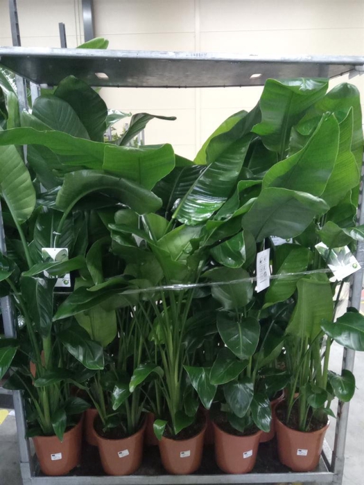 <h4>Strelitzia nicolai</h4>