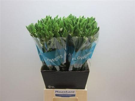 <h4>Ornit Thyrsoides</h4>