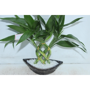 BAMBU BARCA P