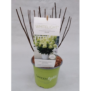 Hydrangea Paniculata (Gardenlight) Whitelight 19 cm