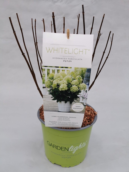 <h4>Hydrangea Paniculata (Gardenlight) Whitelight 19 cm</h4>