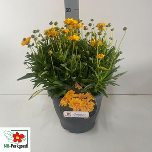 CORE GR EARLY SUNRIS