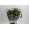 Grasses mix in bucket