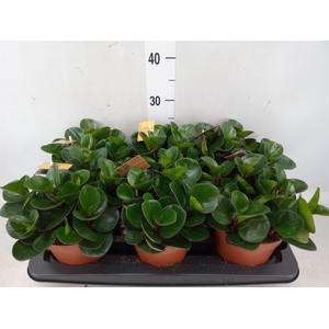 Peperomia obt. 'Burning Bush