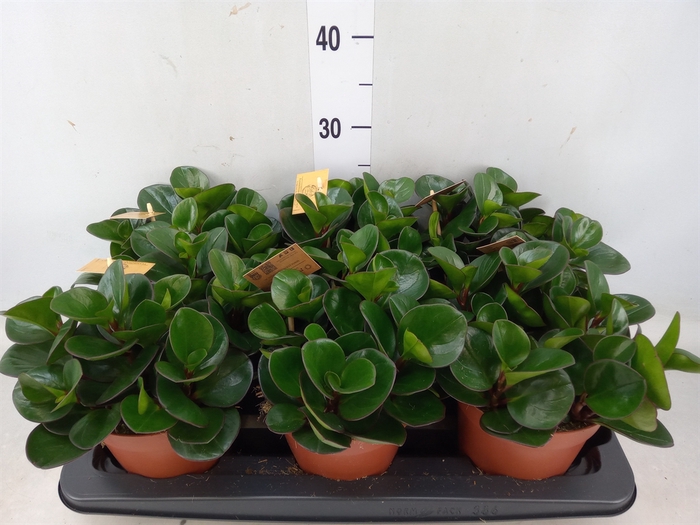 <h4>Peperomia obt. 'Burning Bush</h4>