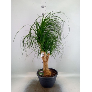 Beaucarnea recurvata