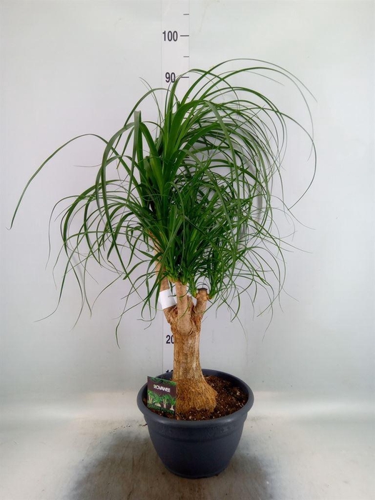 <h4>Beaucarnea recurvata</h4>