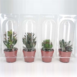 91 Succulent in solo blister 8,5 cm