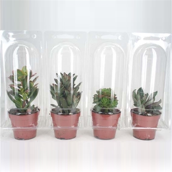 <h4>91 Succulent in solo blister 8,5 cm</h4>