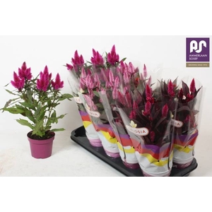 CEL ARGENTEA MIX P12