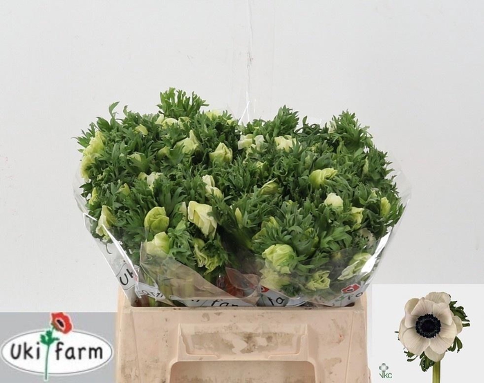 <h4>ANEM CO GALIL WIT</h4>