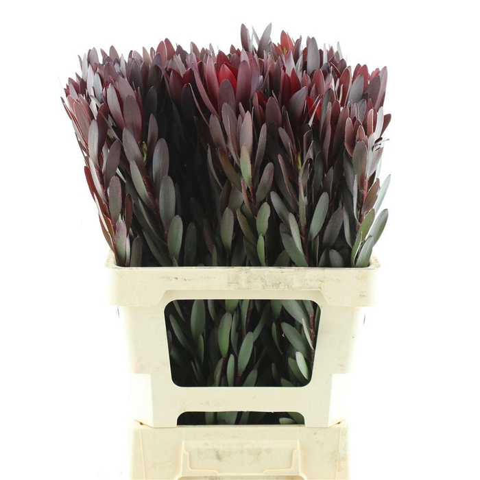 <h4>Leucad Saf Sunset 70 Cm</h4>